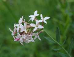 Diarthron altaicum (Diarthron altaicum)