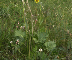 Diarthron altaicum (Diarthron altaicum)