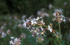 Diarthron altaicum (Diarthron altaicum)