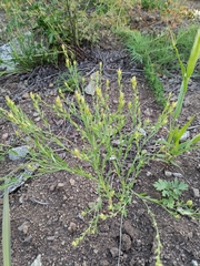 Diarthron linifolium (Diarthron linifolium)