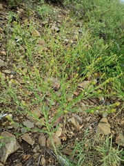 Diarthron linifolium (Diarthron linifolium)