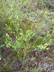 Diarthron linifolium (Diarthron linifolium)