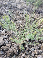Diarthron linifolium (Diarthron linifolium)