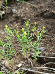 Diarthron linifolium (Diarthron linifolium)