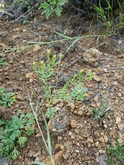 Diarthron linifolium (Diarthron linifolium)