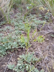 Diarthron linifolium (Diarthron linifolium)