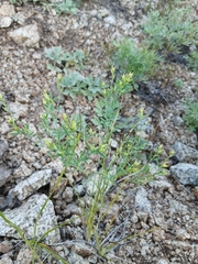 Diarthron linifolium (Diarthron linifolium)
