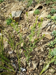 Diarthron linifolium (Diarthron linifolium)