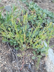 Diarthron linifolium (Diarthron linifolium)