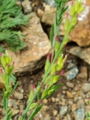 Diarthron linifolium (Diarthron linifolium)
