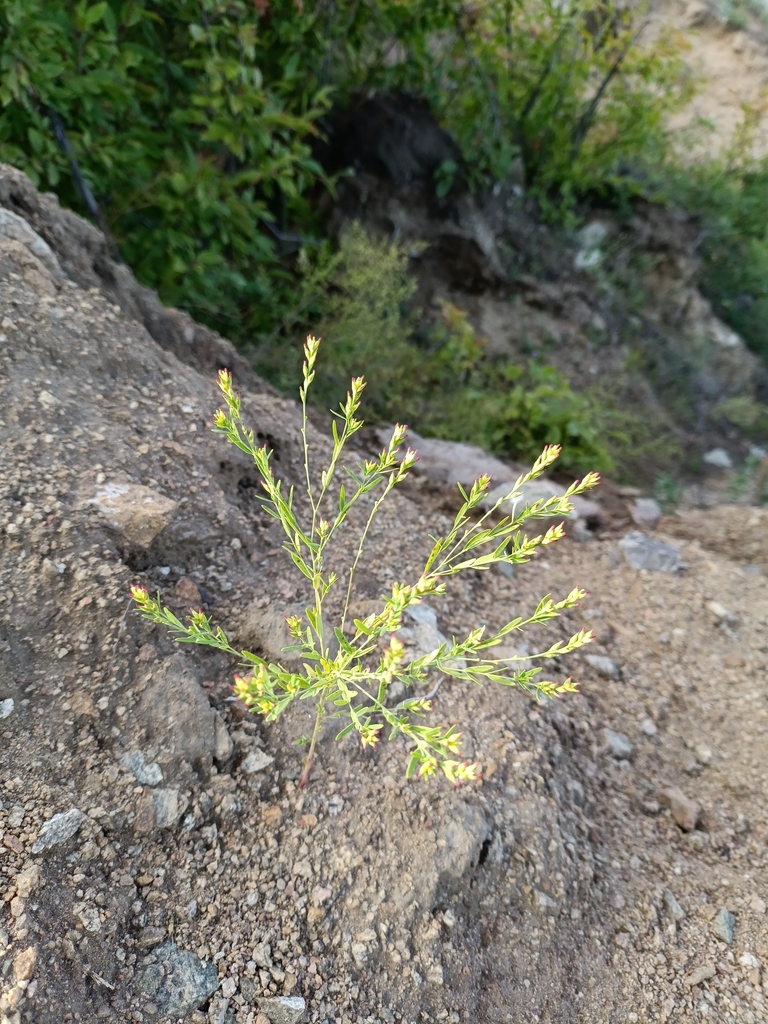 Diarthron linifolium (Diarthron linifolium)