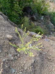Diarthron linifolium (Diarthron linifolium)