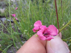 Diascia barberae (Diascia barberae)