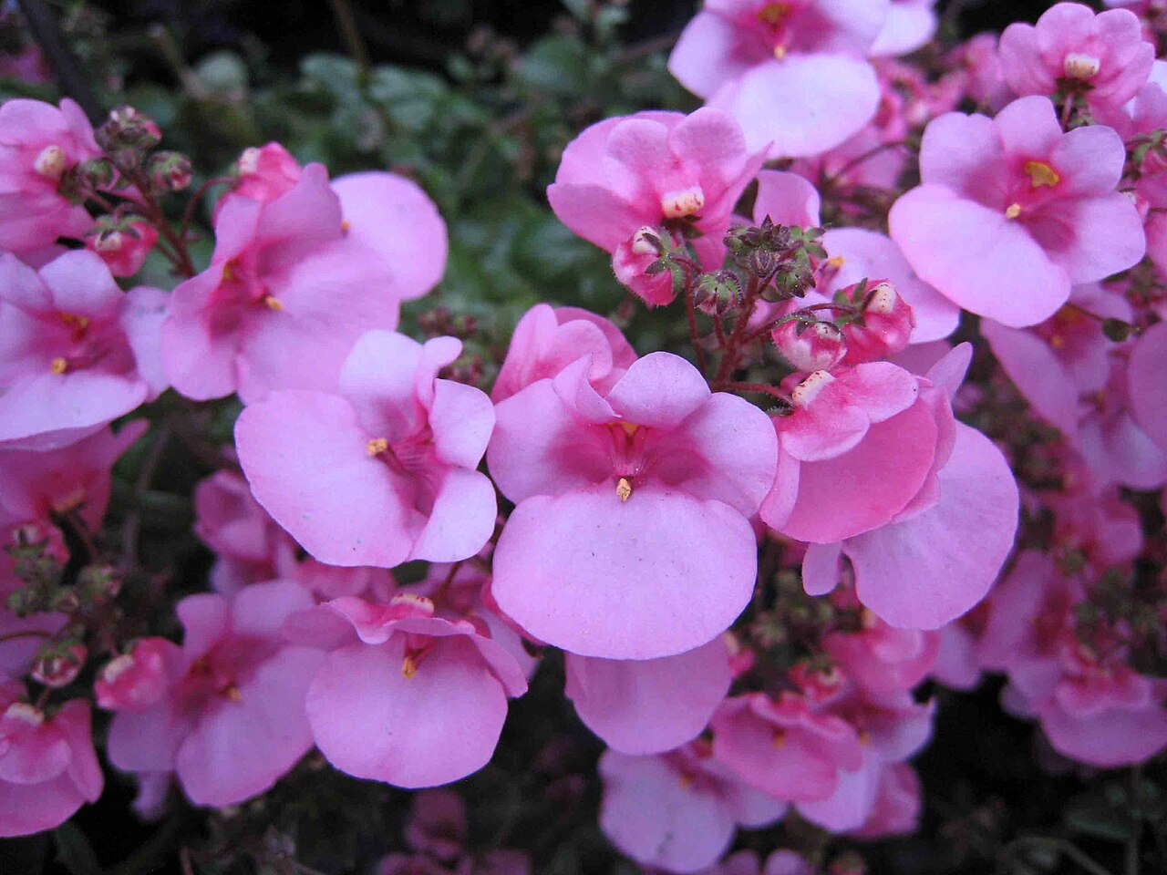 Diascia barberae: Twinspur