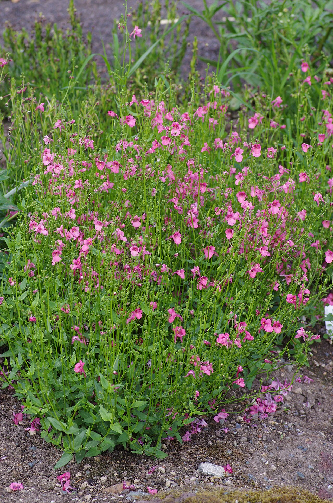 Diascia barberae: Diascia barberae at the ÖBG Bayreuth
