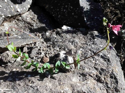 Diascia barberae (Diascia barberae)