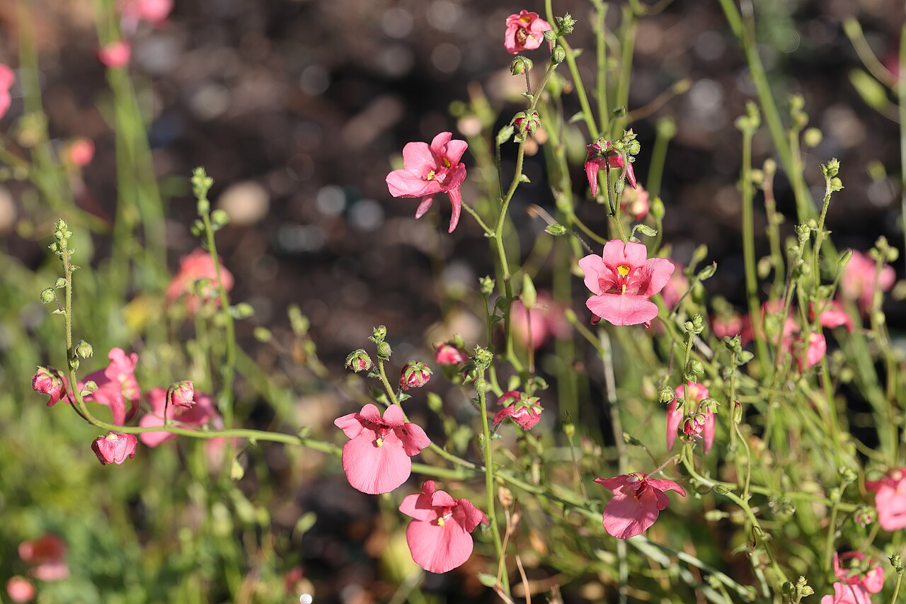 Diascia barberae: Diascia barberae 'Apricot Queen'. Jardin botanique Roger-Van den Hende, Université Laval.