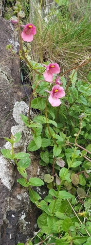 Diascia barberae (Diascia barberae)