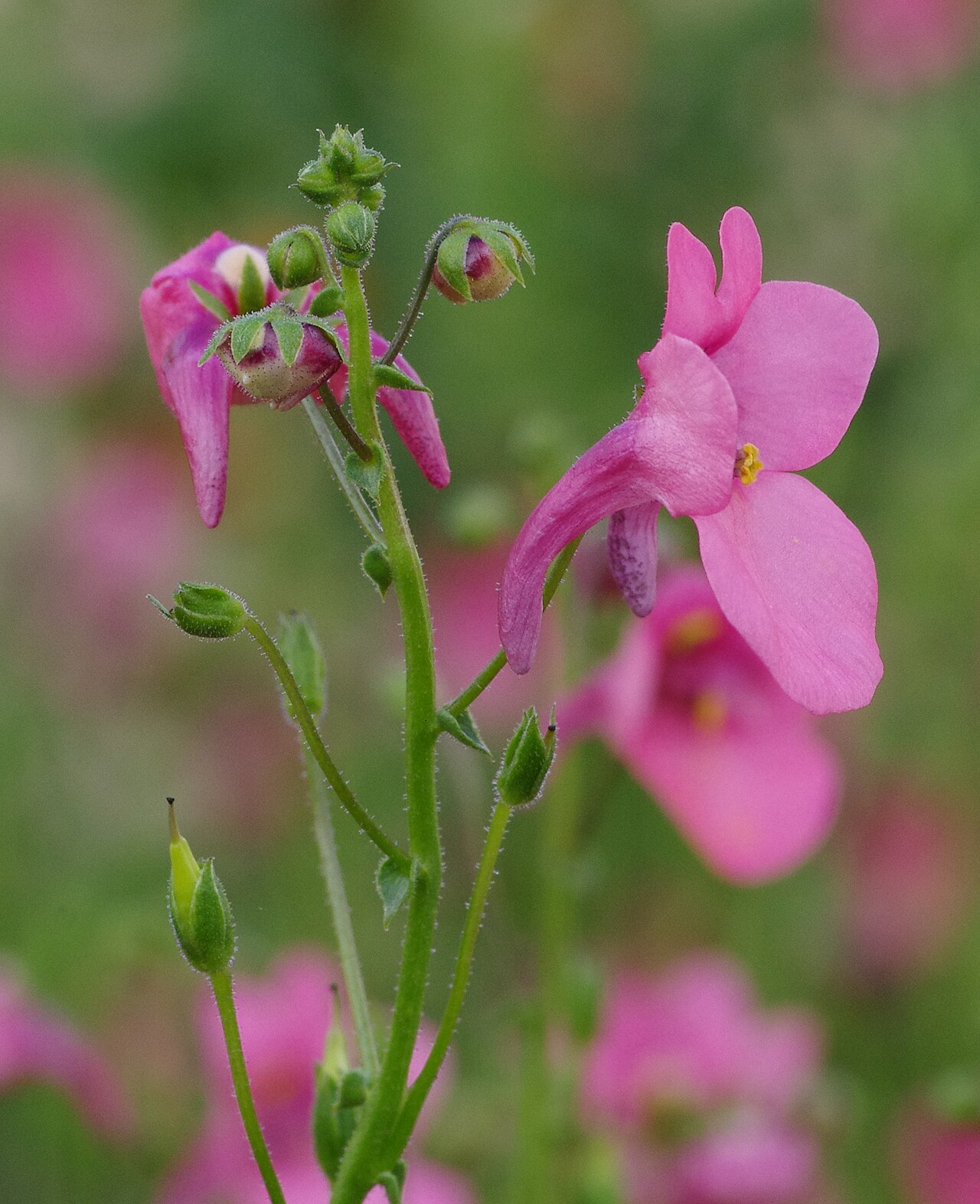 Diascia barberae: Diascia barberae at the ÖBG Bayreuth