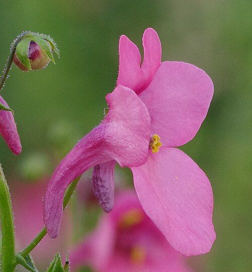 Diascia barberae: Diascia barberae at the ÖBG Bayreuth