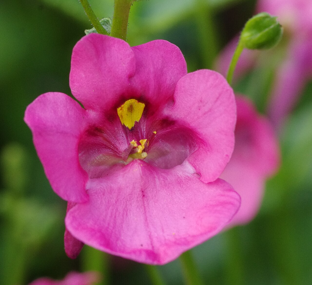 Diascia barberae: Diascia barberae at the ÖBG Bayreuth