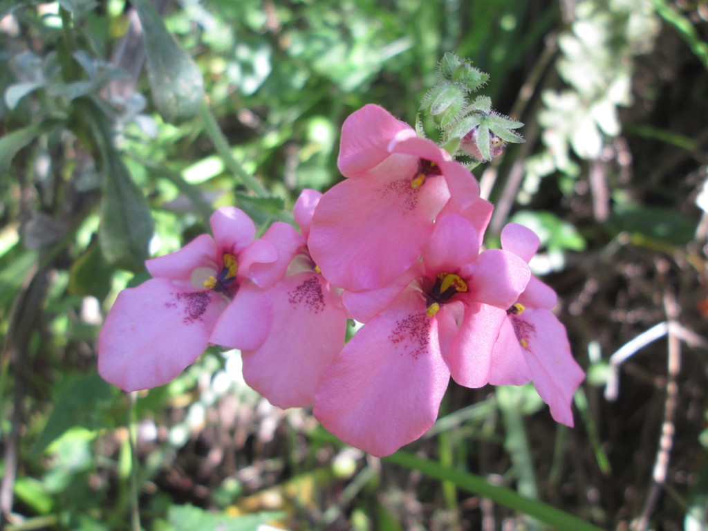 Diascia barberae (Diascia barberae)