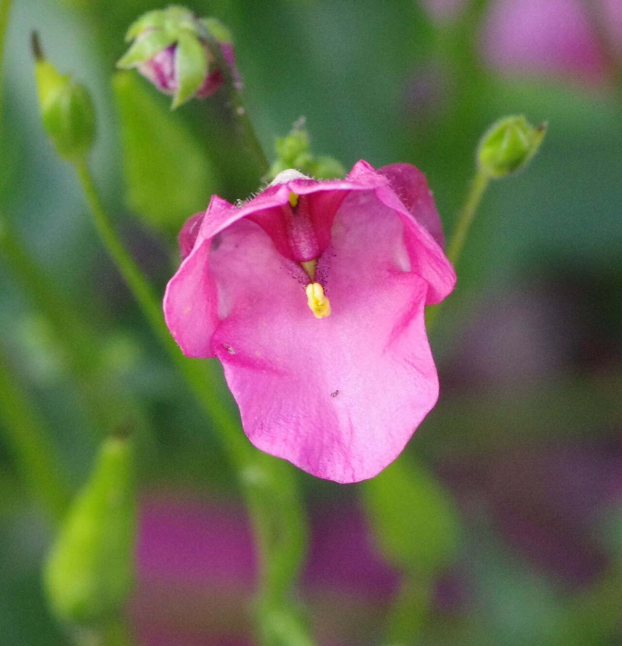 Diascia barberae: Diascia barberae at the ÖBG Bayreuth