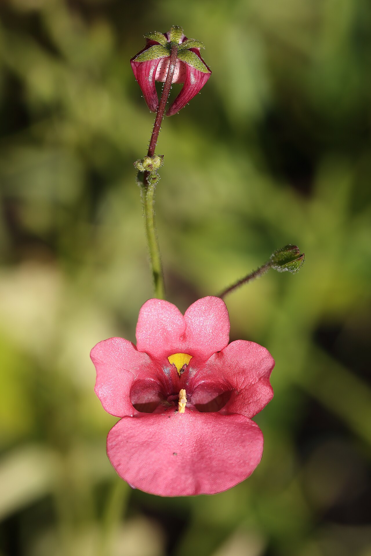 Diascia barberae: Diascia barberae 'Apricot Queen'. Jardin botanique Roger-Van den Hende, Université Laval.