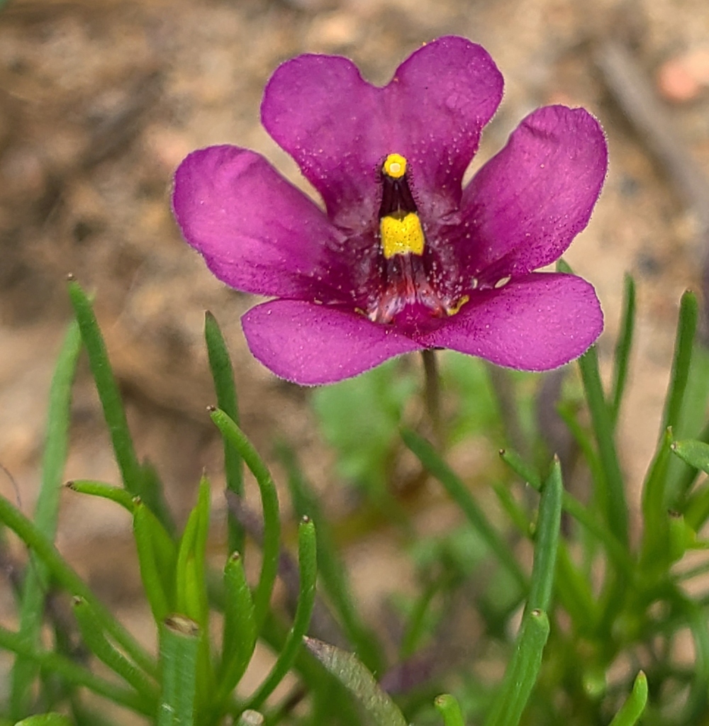 Diascia capensis (Diascia capensis)