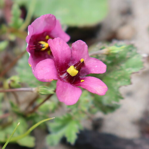 Diascia capensis (Diascia capensis)