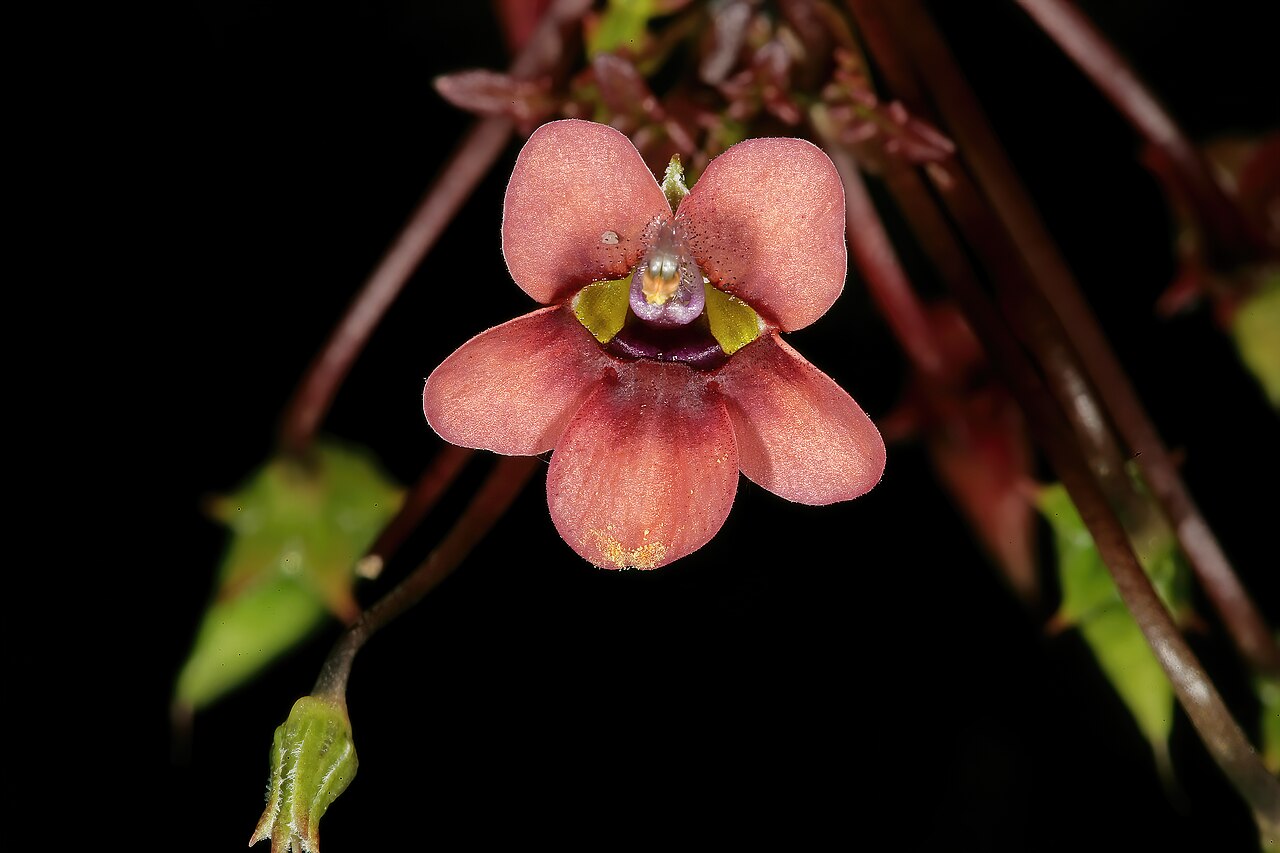 Diascia capensis: Diascia capensis , flower; in recently burned Fynbos, Slangkop Nature Reserve, Kommetjie, Cape Peninsula, Western Cape, South Africa