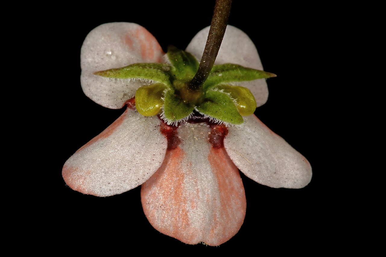 Diascia capensis: Diascia capensis , flower, viewed from behind; in recently burned Fynbos, Slangkop Nature Reserve, Kommetjie, Cape Peninsula, Western Cape, South Africa