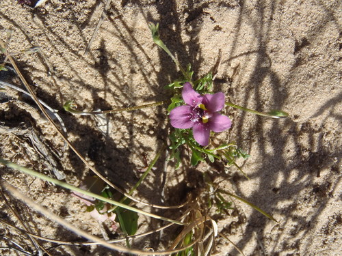 Diascia capensis (Diascia capensis)