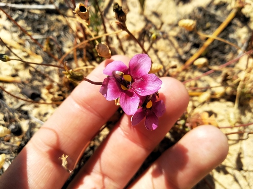 Diascia capensis (Diascia capensis)