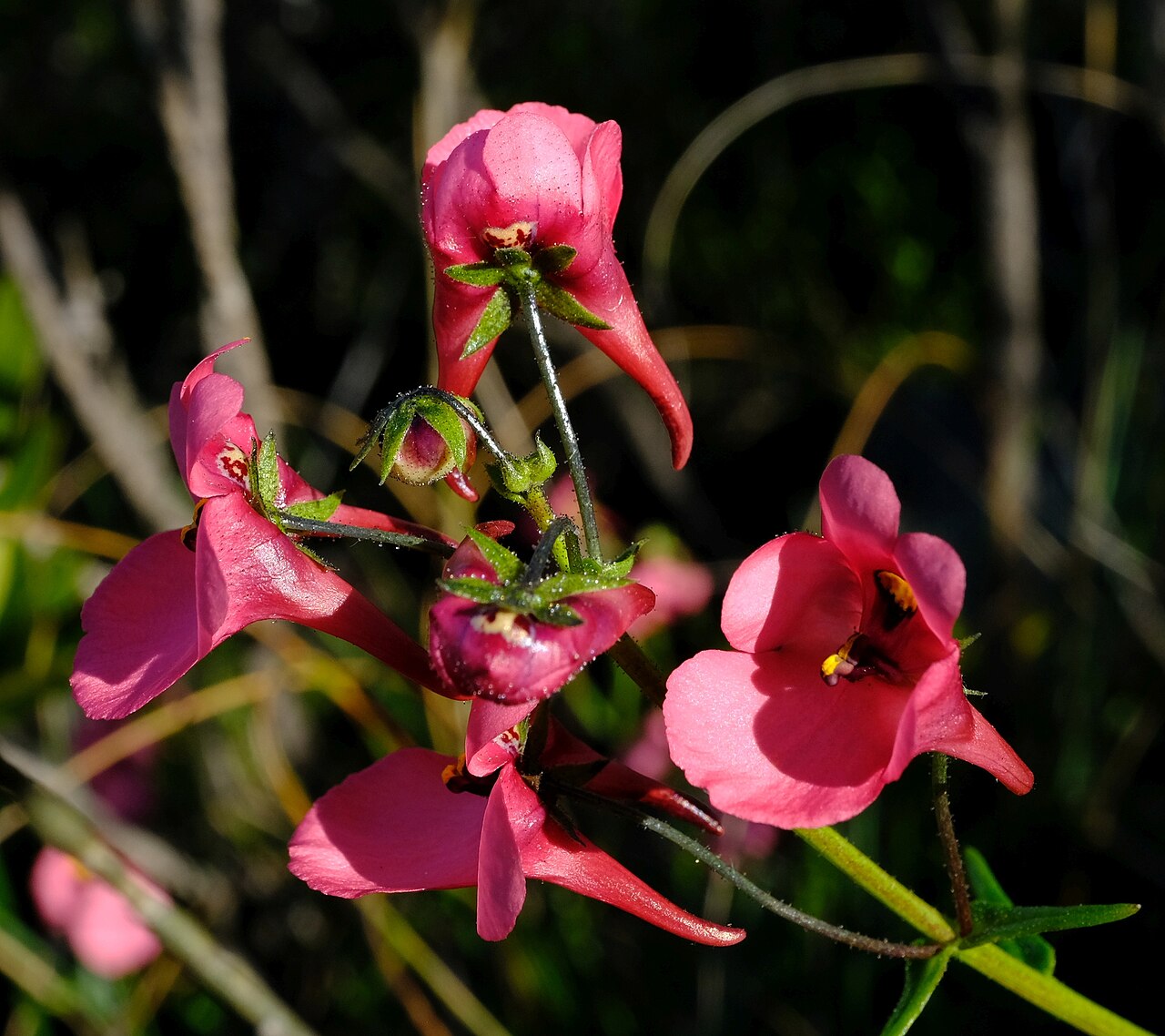 Diascia capsularis: Diascia capsularis