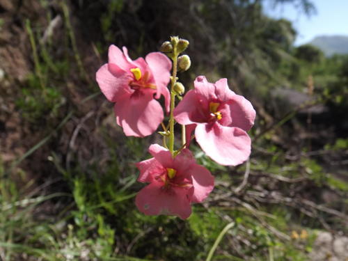 Diascia capsularis (Diascia capsularis)