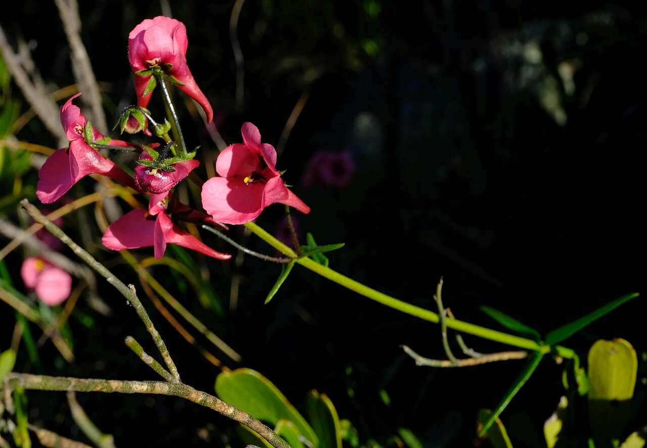 Diascia capsularis: Diascia capsularis