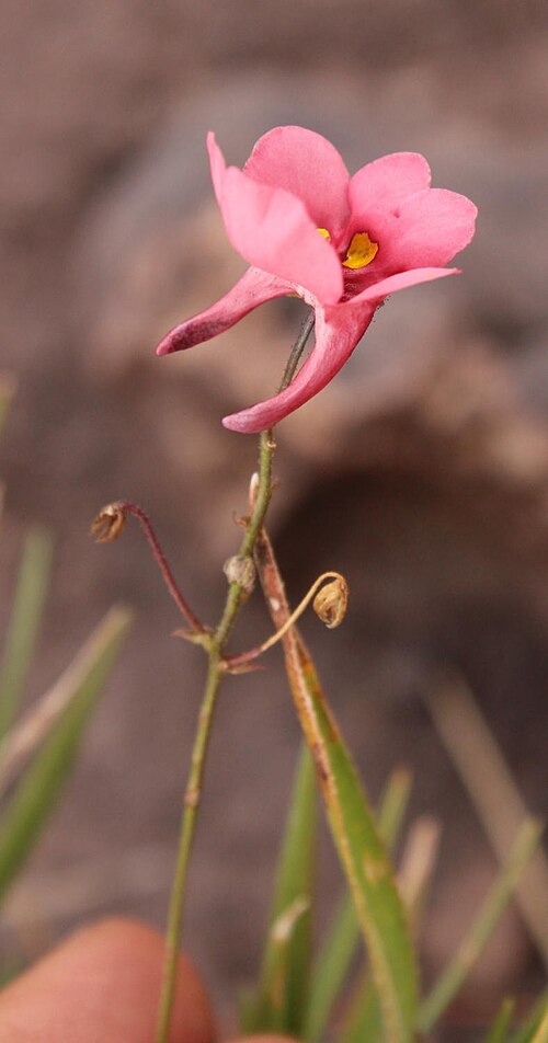 Diascia capsularis: Diascia capsularis