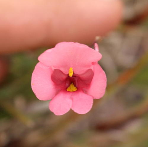 Diascia capsularis (Diascia capsularis)