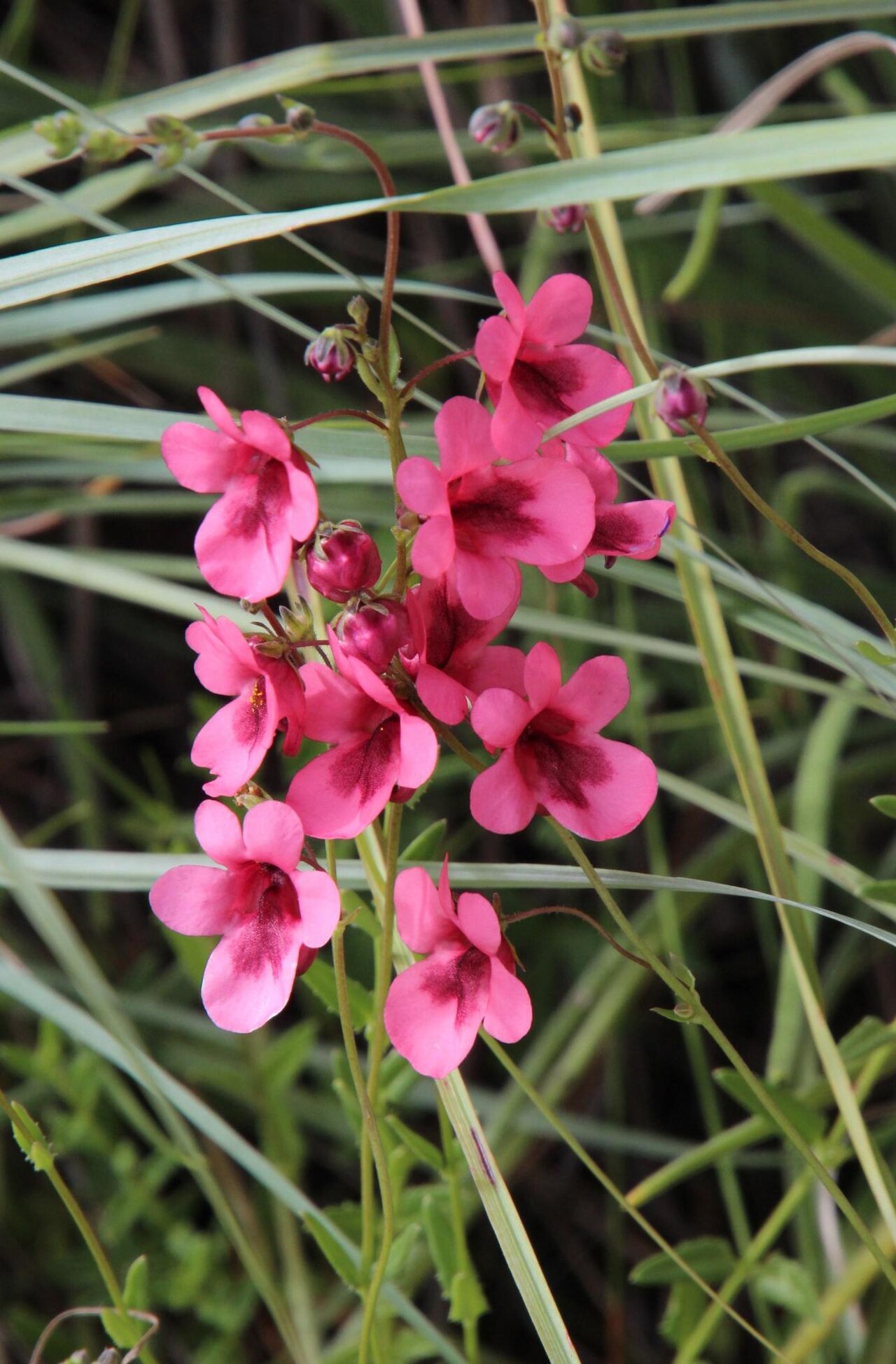 Diascia capsularis: Diascia capsularis