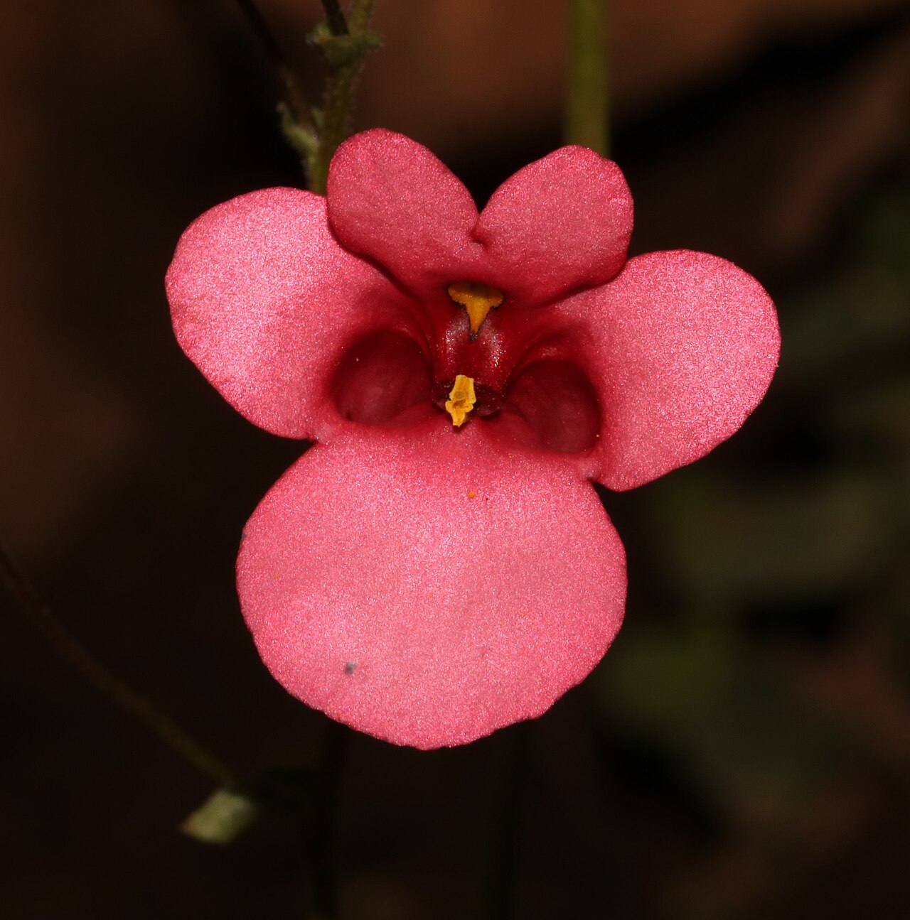 Diascia capsularis: Diascia capsularis