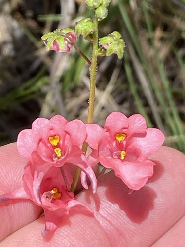 Diascia capsularis (Diascia capsularis)