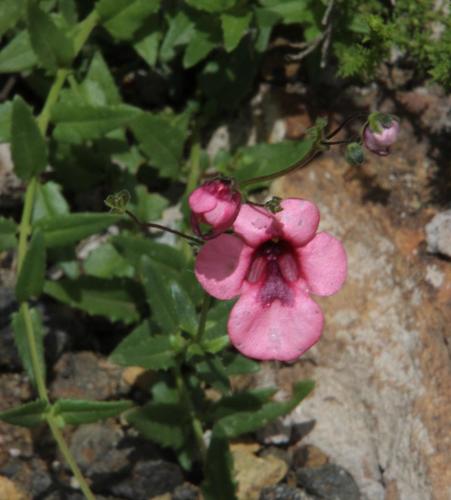 Diascia capsularis (Diascia capsularis)