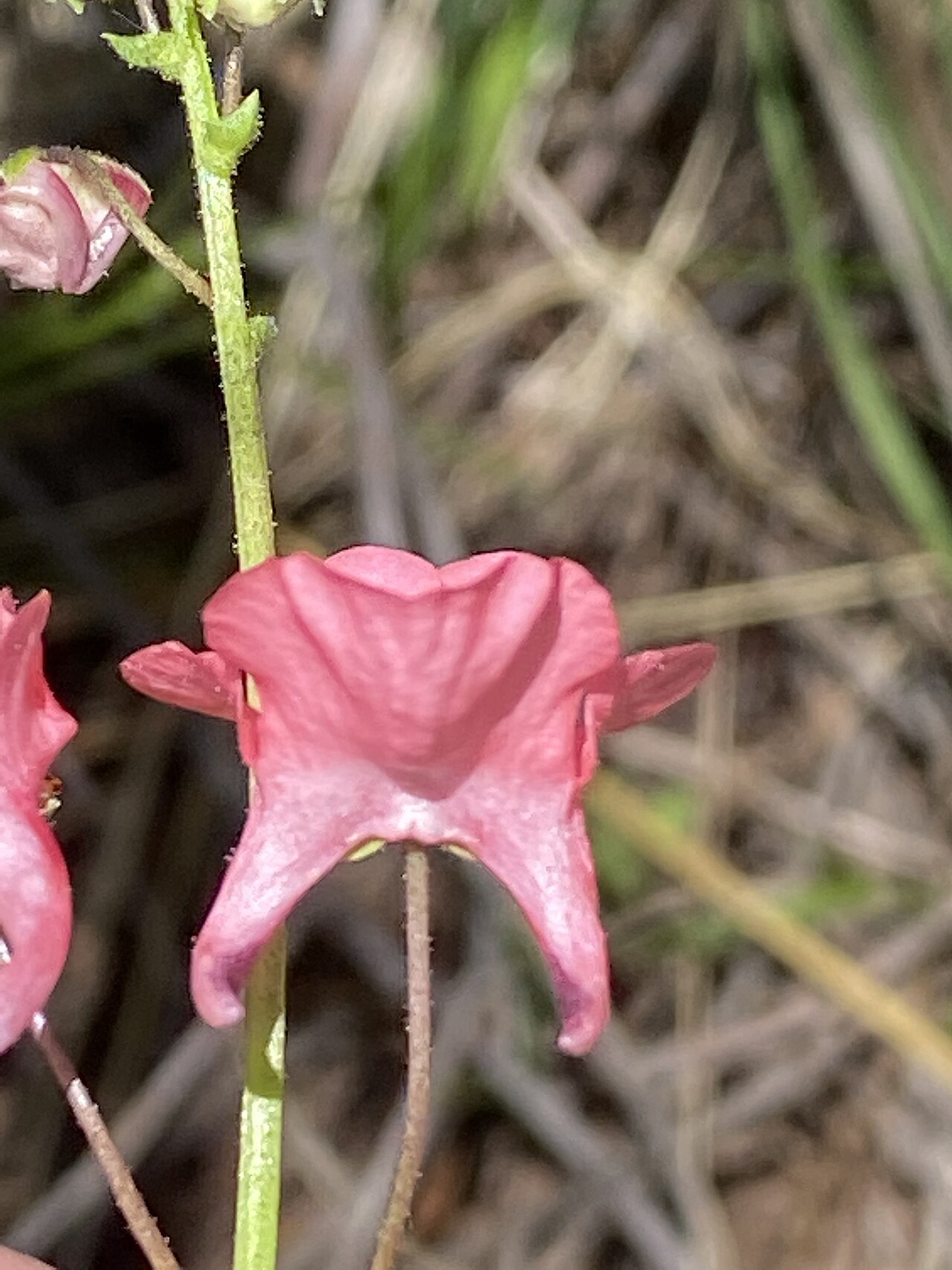 Diascia capsularis: Diascia capsularis