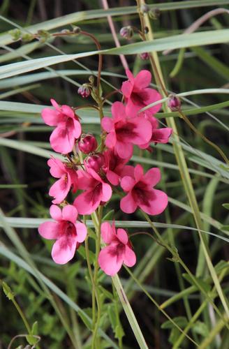 Diascia capsularis (Diascia capsularis)