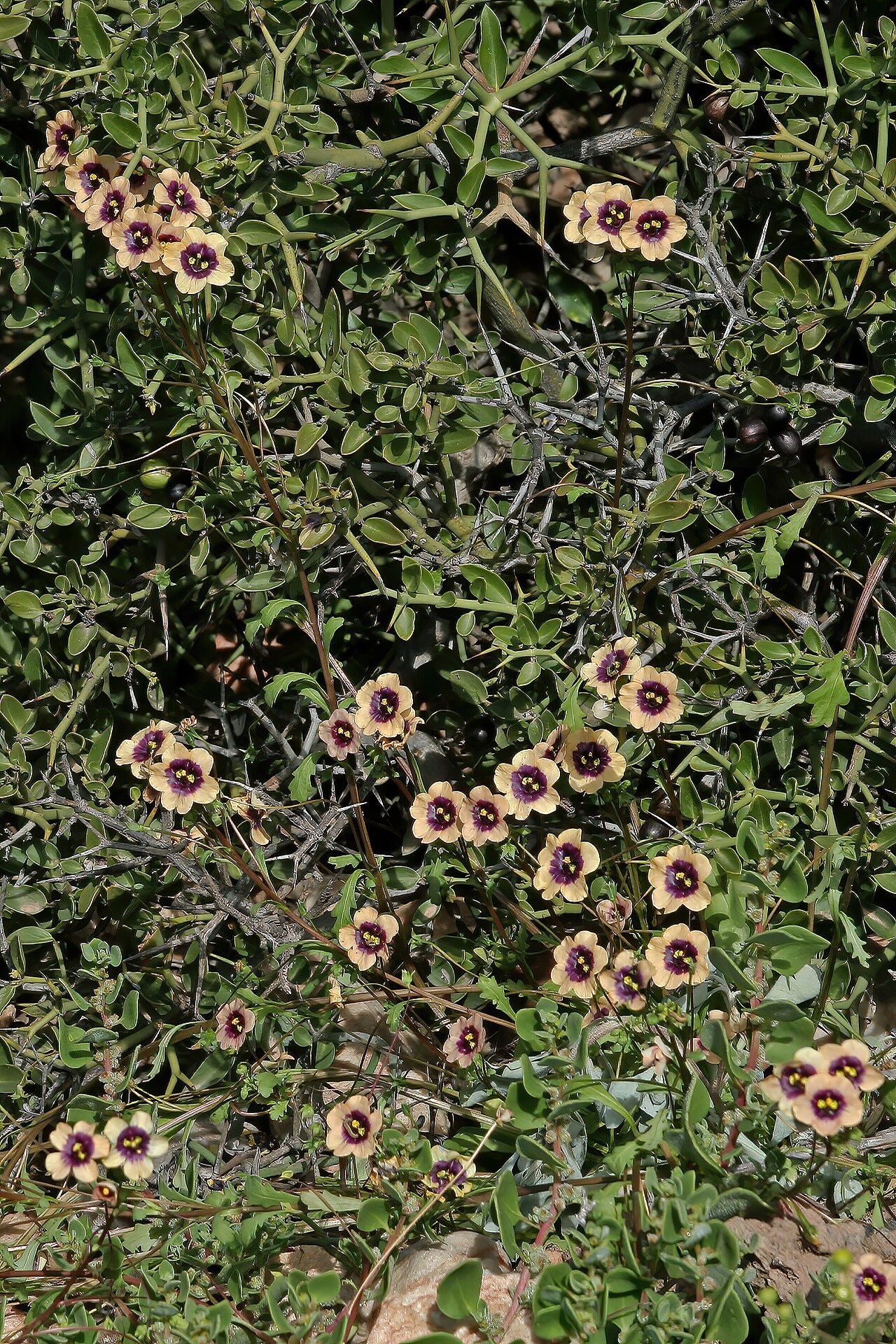 Diascia decipiens: Diascia decipiens , plants in flower; karroid vegetation, Grootkom Natural Heritage Site, Oudtshoorn, Little Karoo, Western Cape, South Africa
