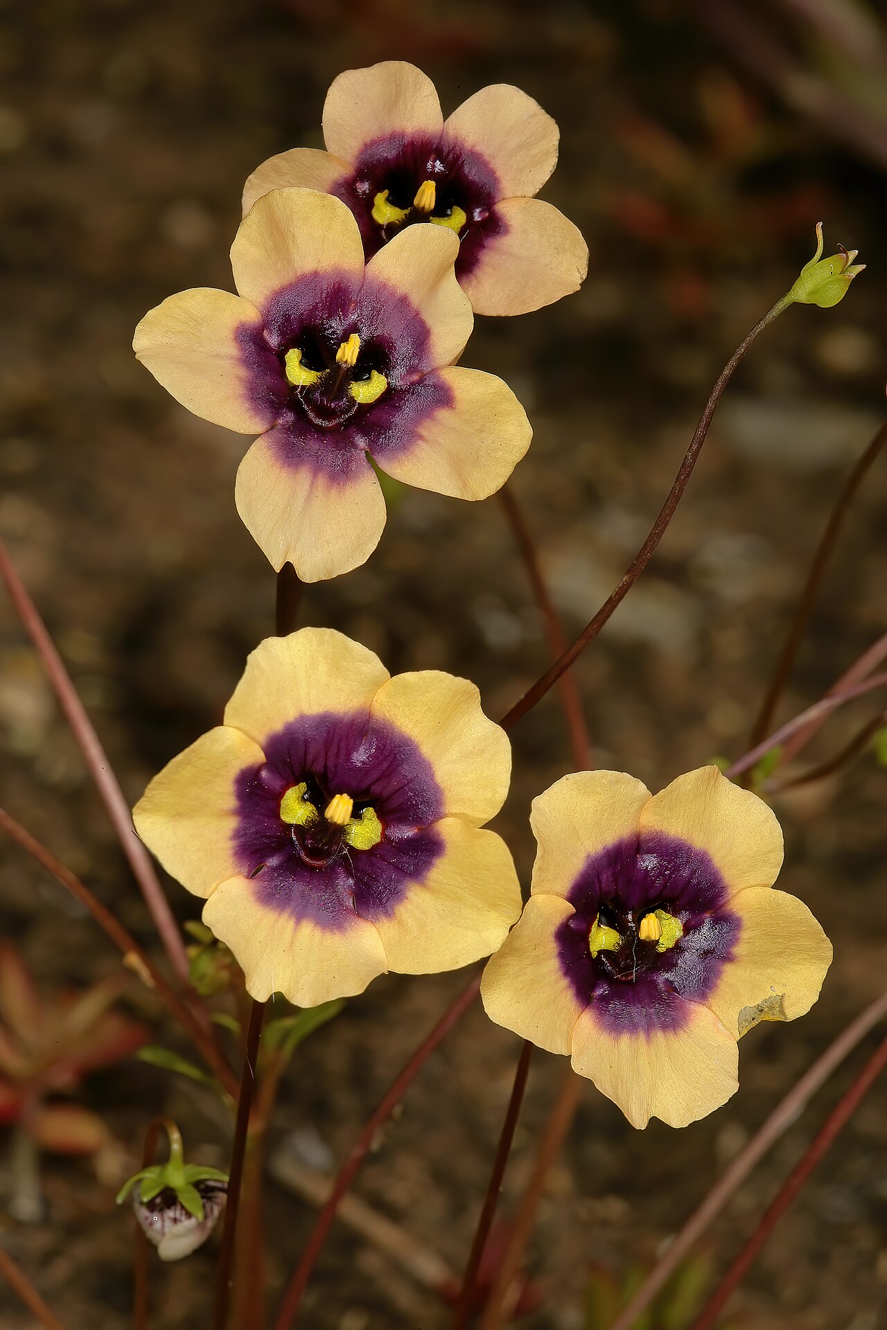 Diascia decipiens: Diascia decipiens , flowers; karroid vegetation, Grootkom Natural Heritage Site, Oudtshoorn, Little Karoo, Western Cape, South Africa