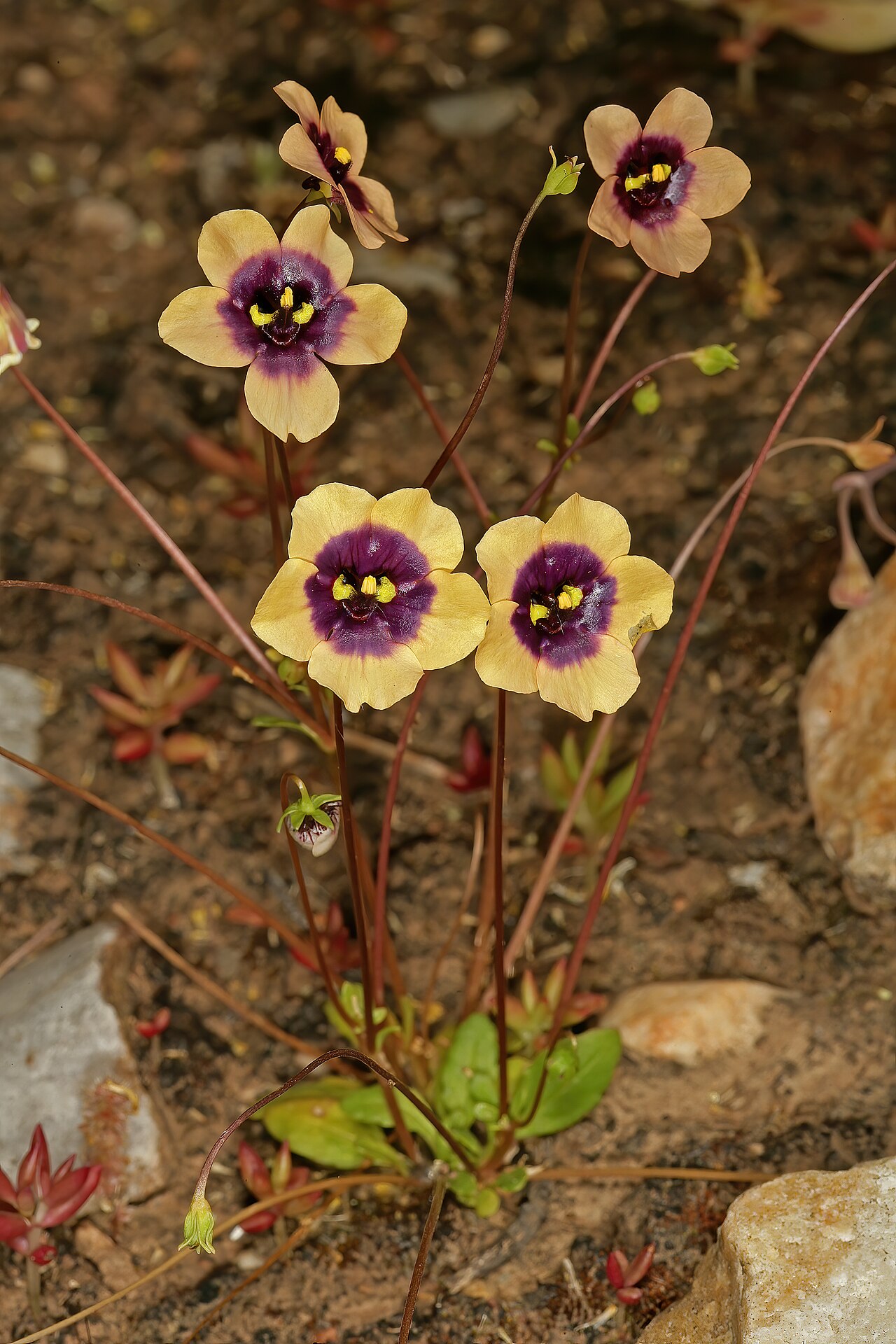 Diascia decipiens: Diascia decipiens , plant in flower; karroid vegetation, Grootkom Natural Heritage Site, Oudtshoorn, Little Karoo, Western Cape, South Africa