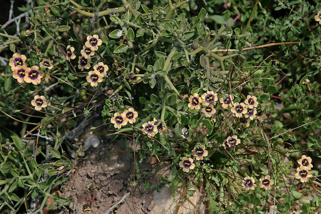 Diascia decipiens: Diascia decipiens , plants in flower; karroid vegetation, Grootkom Natural Heritage Site, Oudtshoorn, Little Karoo, Western Cape, South Africa