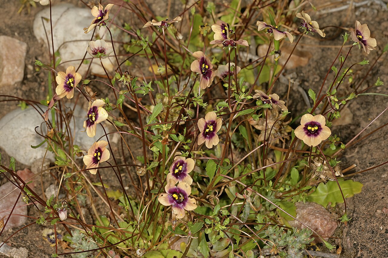 Diascia decipiens: Diascia decipiens , plants in flower; karroid vegetation, Grootkom Natural Heritage Site, Oudtshoorn, Little Karoo, Western Cape, South Africa